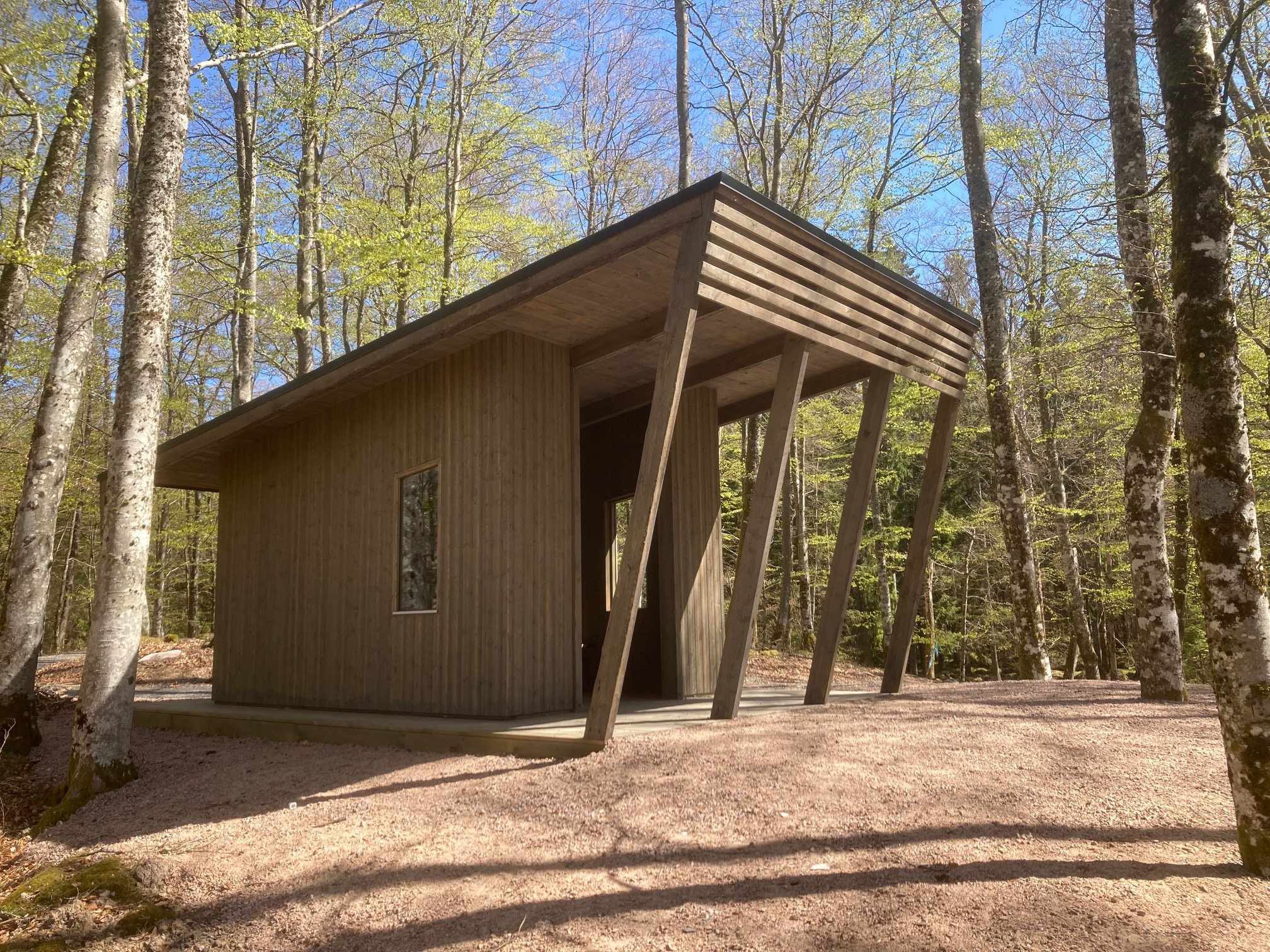 Ett vindskydd i bokskog