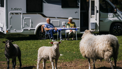Ställplats Skeda Strand med fåren i förgrunden